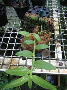 Dendrobium loddigesii - Imagen 1 de 2