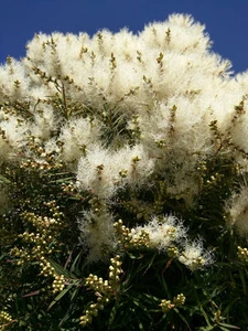 SAMEN Exot Pflanzen Samen exotische Saatgut Zimmerpflanze Zimmerbaum TEEBAUM - Bild 1 von 1