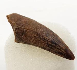 Thecachampsa americana Crocodilian Tooth Fossil - Florida - Miocene - Picture 1 of 9