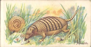 Spieler - Wilde Tiere der Welt, 'ausgestellt von', kein 'Zweig' - Gürteltier - Bild 1 von 1