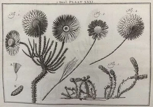 Maarten Houttuyn Deel Plaat Xxxi Botanica 1759 Succulent Plants Botany - Picture 1 of 1
