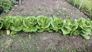 LETTUCE Buttercrunch 200 seeds Easy to grow garden vegetable ORGANIC From QLD - Picture 1 of 12