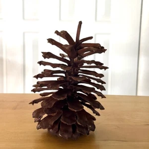 JUMBO PINECONE XL LONGLEAF PINE 7" HIGH 4.5" W DISPLAY DECORATE CHRISTMAS CRAFT - Picture 1 of 5