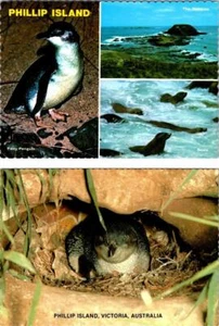 2~4X6 Postcards Victoria, Australia PHILLIP ISLAND Nobbies~Seals~Penguin & Nest - Picture 1 of 5