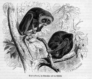 Schlankloris (Loris) LORI Primat Affe Holzstich von 1891 - Picture 1 of 1
