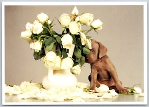 Postcard Weimaraner Puppy White Roses William Wegman Petals - Picture 1 of 2
