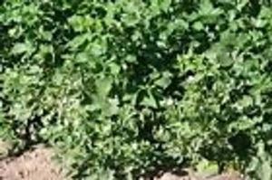 ORGANIC APACHE Thorn less Blackberry NON Rooted CUTTINGS 6-8" long 4 count - Picture 1 of 1