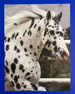 POSTCARD PRETTY LEOPARD APPALOOSA HORSE RUNNING PHOTO 4.25”x5.5” - Picture 1 of 1
