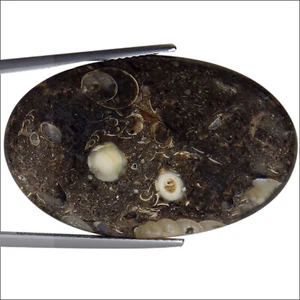Piedra preciosa natural ojo de Shiva de 28,73 quilates corte ovalado multicolor - Imagen 1 de 2