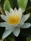 Alba UK Native water lily - pond plants water lilies aquatic plants lily