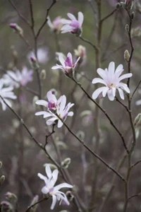 Magnolia soulangiana, Tulpen-Magnolie, rosa-weiß, 60–80 cm - Bild 1 von 14