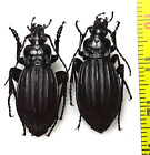 Carabidae, Carabus (Aulonocarab.) canaliculatus korobeinikovi pair A1, E. Siberi