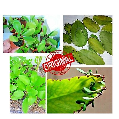 20pcs KALANCHOE PINNATA Miracle Leaf  Live Plant WITH ROOTS Bryophyllum Pinnatum • 6.49$