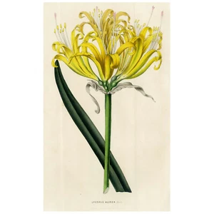 1848 Splendido Van Houtte pietra colorata litografia LYCORIS AUREA (giglio ragno dorato) - Foto 1 di 6