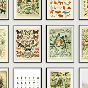Vintage Wildlife Identification Posters Nature Wild Animals Birds Flowers Trees - Picture 1 of 39