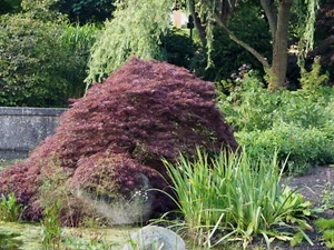 Dunkelroter Schlitzahorn Acer palmatum Ornatum 40-50 cm im 5 Liter Container - Bild 1 von 1