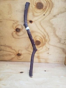 Large Red Manzanita branch 24" long Curve/arch #59 - Picture 1 of 3
