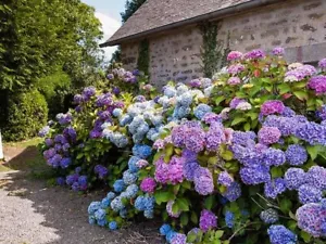 Hydrangea Flower Mix Color Giant Gorgeous Garden Plants 5 Big Seeds - Picture 1 of 5