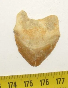 dent requin Squalicorax Pristodontus ( 3.3 cms - 009 ) - Picture 1 of 1