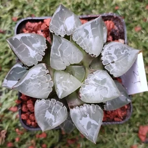 haworthia #21 display in 7cm pot Succulent - Picture 1 of 2