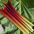 Rhubarb Raspberry Red | Grow Your Own | Ready to Plant Bare Root Vegetable Crown