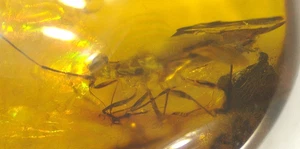 Superb True Bug with Piercing Proboscis in Burmese Amber Fossil Dinosaur Age - Picture 1 of 12