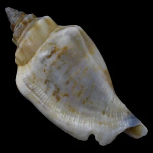 STROMBUS (Canarium) URCEUS (Negros Isl., Philippines) 36.1mm #41006 - Picture 1 of 4