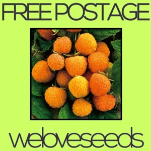 LOCAL AUSSIE STOCK - Yellow Raspberry, Fruit Tree Plant Seeds ~20x FREE SHIPPING - Picture 1 of 3