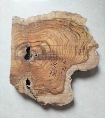 live edge slice of indian teak wood burl wood with high grains for casting craft - Image 1 of 4