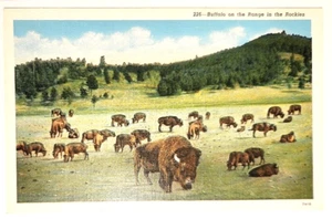 Postal de Buffalo on the Range in the Rockies congregada en números incalculables - Imagen 1 de 2