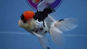 Goldfish Tricolor Rosetail Oranda Male - Picture 1 of 9
