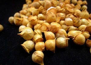 Kashmiri Garlic One Clove Garlic Kashmir Garlic Himalayan Garlic Pearl Clove - Picture 1 of 1