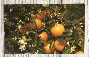 Florida Orange Tree~Blossoms & Fruit~Vintage Postcard - Picture 1 of 4