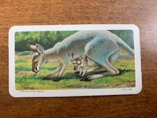BROOKE BOND RED ROSE TEA CARDS - SERIES 15 - ANIMALS AND THEIR YOUNG