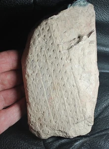 Bothrodendron kiltorkense - Perfectly preserved, rare Carboniferous fossil bark - Picture 1 of 4