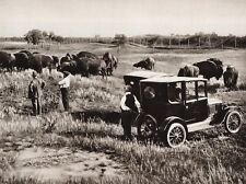 1925 Vintage CANADA Bison Farming Ranch Wainwright Alberta Old Car Photo Gravure