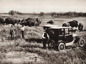 1925 Vintage CANADA Wainwright Alberta Landscape Ranch Bison Car Farm Photo Art - Picture 1 of 1