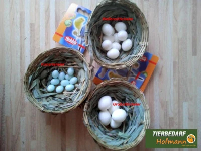 Nesteier Kanarien Wellensittich Vogeleier Exoten Kanarienvogel Nestei  5 Stück - Bild 1 von 4