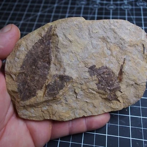 320gr Alnus Ulmus Tree leaf Plant Leafy tree Doli Bilina Fossil dino 04 - Picture 1 of 10