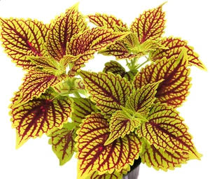 Buntnessel Golden Dreams Coleus Steckling mit Erdballen für Zimmer Kübel Beet K. - Bild 1 von 3