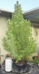 Dwarf Alberta Spruce Pre Bonsai Kifu Big Fat Twin Trunk Picea glauca - Picture 1 of 5