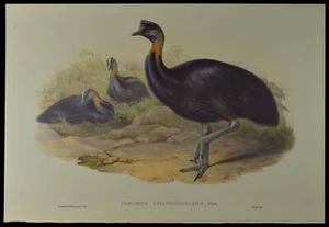 John Gould Cassowary Bird British Museum Official Limited Print - Picture 1 of 2