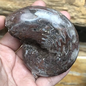 129G INCREÍBLE SUTURA DE DRAGÓN ENTERO PERMIANO FINO AMONITA FÓSIL PULIDO MOLUSCO - Imagen 1 de 12