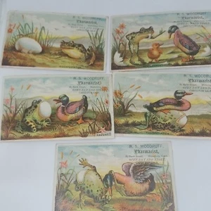 R.S Woodruff Apotheker Ente und Frosch Set Comical Waterbury CT - Bild 1 von 10