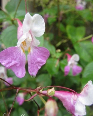 ♫ IMPATIENTE du Balfour -BALSAMINE ♫ Graines ♫ Plante Ornementale et Mellifère ♫