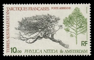 FSAT Sc# C 59, 1979 TREE - PHYLICIA NITIDA, AMSTERDAM ISLAND - MINT F-VF NH - Imagen 1 de 2