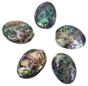 Paua Muscheln - klein - fünfteiliges Set - 1 x 2" ca. jedes Stück - SHL2408 - Bild 1 von 4