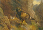 Archibald Thorburn A4 Print The Eagles Domain Golden Eagles At Their Eyrie