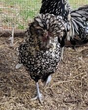 Silver Laced Polish hatching eggs  10+ read entire listing 