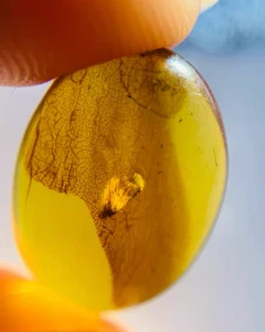 Cretaceous Fossil Burmese amber burmite unknown insect amber Fossil Myanmar - Picture 1 of 5